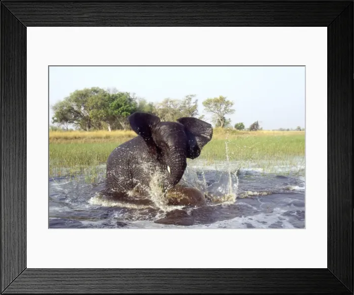 Framed Print : African Elephant CRH 962 Bathing in water - Okavango, Botswana Loxodonta africana © Chris Harvey / ardea. com Framed Print : African Elephant CRH 962 Bathing in water - Okavango, Botswana Loxodonta africana © Chris Harvey / ardea. com