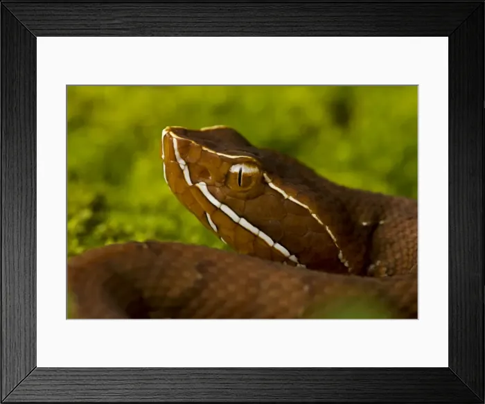 Framed Print : Common Cantil / Mexican Moccasin - Costa Rica Framed Print : Common Cantil / Mexican Moccasin - Costa Rica