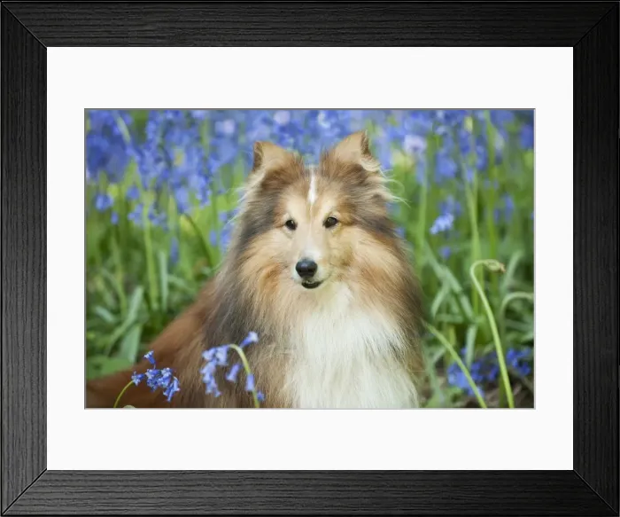 Framed Print : DOG - Shetland sheepdog in bluebells Framed Print : DOG - Shetland sheepdog in bluebells