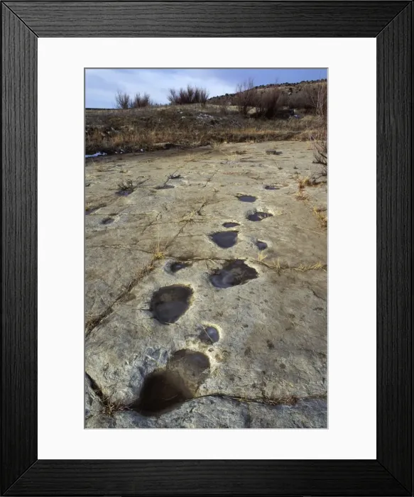 Framed Print : Dinosaur tracks - Trackway of an Apatosaur (Brontosaur) exposed on a slab of rock. Morrison Formation, Upper Jurassic. This photo shows a rare occurence of footprints of both rear foot (large prints) and front foot (small prints) Framed Print : Dinosaur tracks - Trackway of an Apatosaur (Brontosaur) exposed on a slab of rock. Morrison Formation, Upper Jurassic. This photo shows a rare occurence of footprints of both rear foot (large prints) and front foot (small prints)