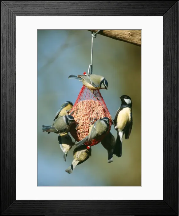 Framed Print : Blue Tits & Great Tits JD 16786 On fat ball Parus caeruleus & Parus major © John Daniels / ardea. com Framed Print : Blue Tits & Great Tits JD 16786 On fat ball Parus caeruleus & Parus major © John Daniels / ardea. com