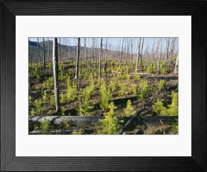 Framed Print : Forest Fire - new growth Lodgepole Pines after 1988 fires, Yellowstone National Park, USA Framed Print : Forest Fire - new growth Lodgepole Pines after 1988 fires, Yellowstone National Park, USA