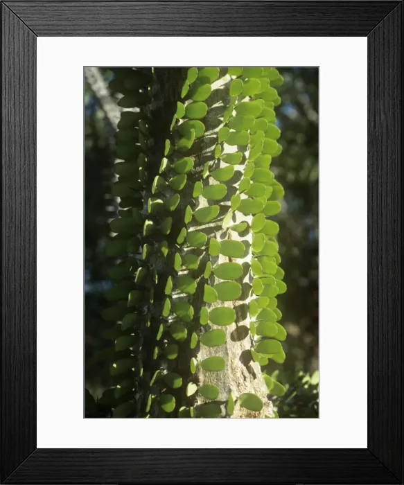 Framed Print : Madagascan Ocotillo - Close up of trunk detail - Madagascar Framed Print : Madagascan Ocotillo - Close up of trunk detail - Madagascar