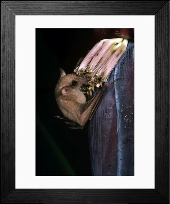 Framed Print : Queensland Blossom Rat - feeding on banana flower Framed Print : Queensland Blossom Rat - feeding on banana flower