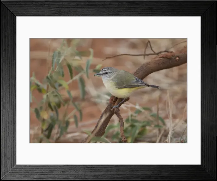 Framed Print : Yellow-rumped Thornbill - with grub in mouth - near Ti Tree, Northern Territory, Australia Framed Print : Yellow-rumped Thornbill - with grub in mouth - near Ti Tree, Northern Territory, Australia