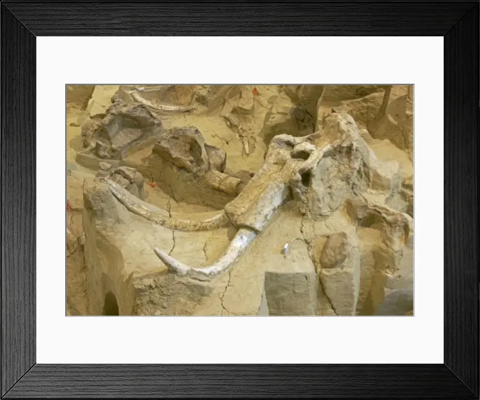 Framed Print : Columbian Mammoth Fossil - South Dakota - USA - Hot Springs Mammoth Site is a natural hydrogeologic trap into which young male mammoths fell and starved or drowned - The site has been preserved leaving the remains in place when the animal died or Framed Print : Columbian Mammoth Fossil - South Dakota - USA - Hot Springs Mammoth Site is a natural hydrogeologic trap into which young male mammoths fell and starved or drowned - The site has been preserved leaving the remains in place when the animal died or