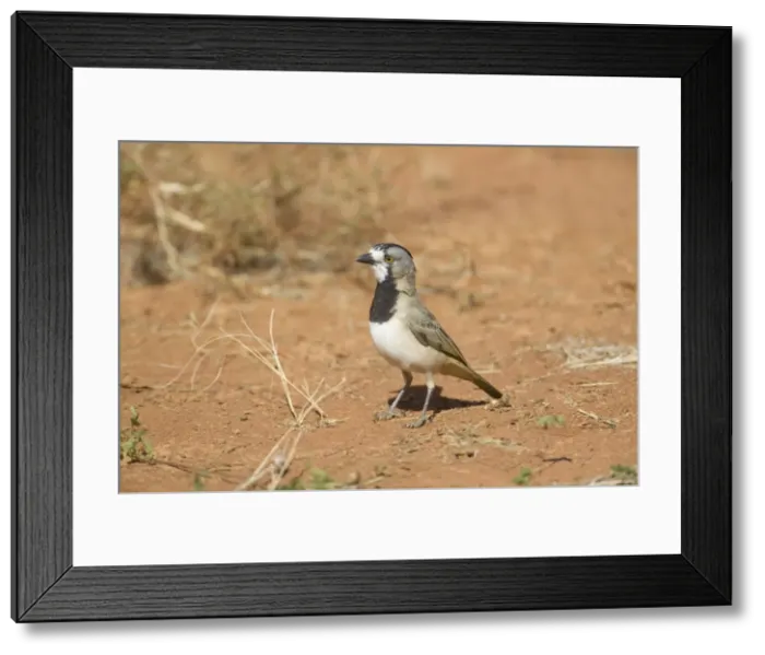 Framed Print : Crested Bellbird - male near Ti Tree - Northern Territory - Australia Framed Print : Crested Bellbird - male near Ti Tree - Northern Territory - Australia