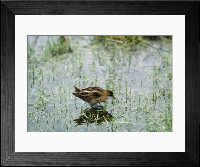 Framed Print : Little Crake JAB 2923 Female Porzana parva © J. A. Bailey / ardea. com Framed Print : Little Crake JAB 2923 Female Porzana parva © J. A. Bailey / ardea. com