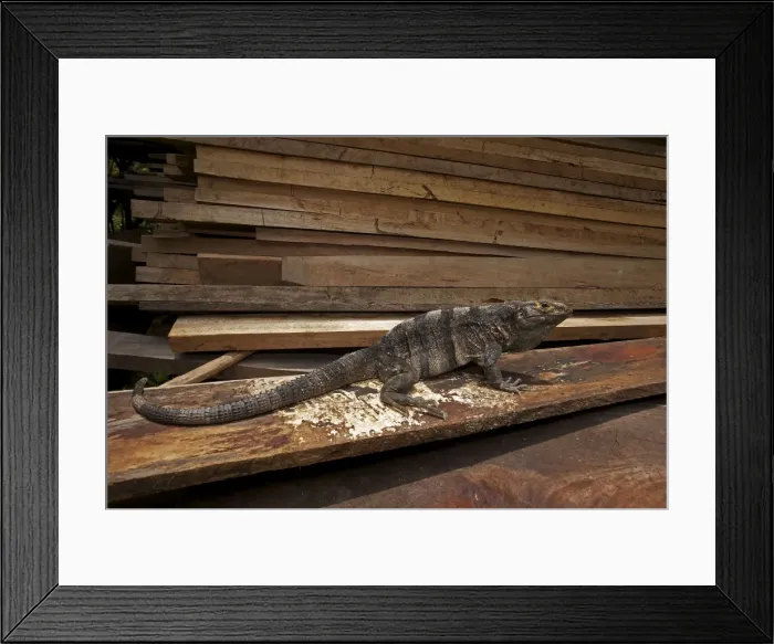 Framed Print : Spiny-tailed Iguana - Tropical dry forest - Santa Rosa National Park - in wood pile - Costa Rica Framed Print : Spiny-tailed Iguana - Tropical dry forest - Santa Rosa National Park - in wood pile - Costa Rica