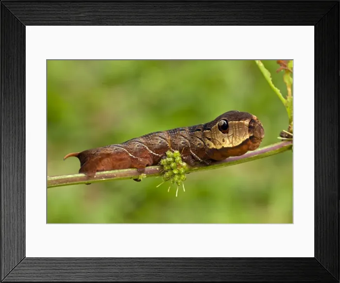 Framed Print : CAN-4533. CAN-4553. Sphinx moth (hawk moth) caterpillar - Snake mimic - defensive display Framed Print : CAN-4533. CAN-4553. Sphinx moth (hawk moth) caterpillar - Snake mimic - defensive display