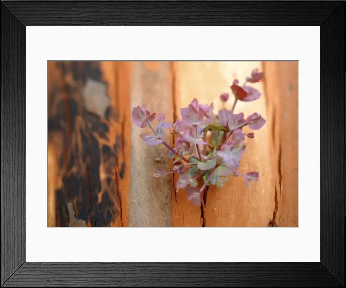 Framed Print : Regrow on Gum trees after bush fire JLR 30 Davies plain - Alpine National Park North East Victoria. Australia © Jean-Marc La-Roque / ardea. com Framed Print : Regrow on Gum trees after bush fire JLR 30 Davies plain - Alpine National Park North East Victoria. Australia © Jean-Marc La-Roque / ardea. com