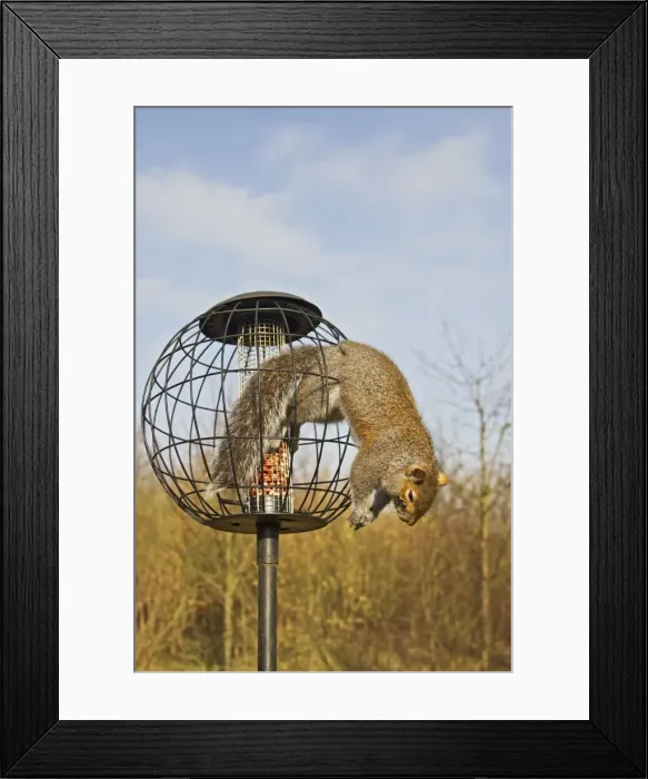 Framed Print : Grey Squirrel - caught in squirrel proof bird feeder - Bedfordshire uk 12574 Framed Print : Grey Squirrel - caught in squirrel proof bird feeder - Bedfordshire uk 12574