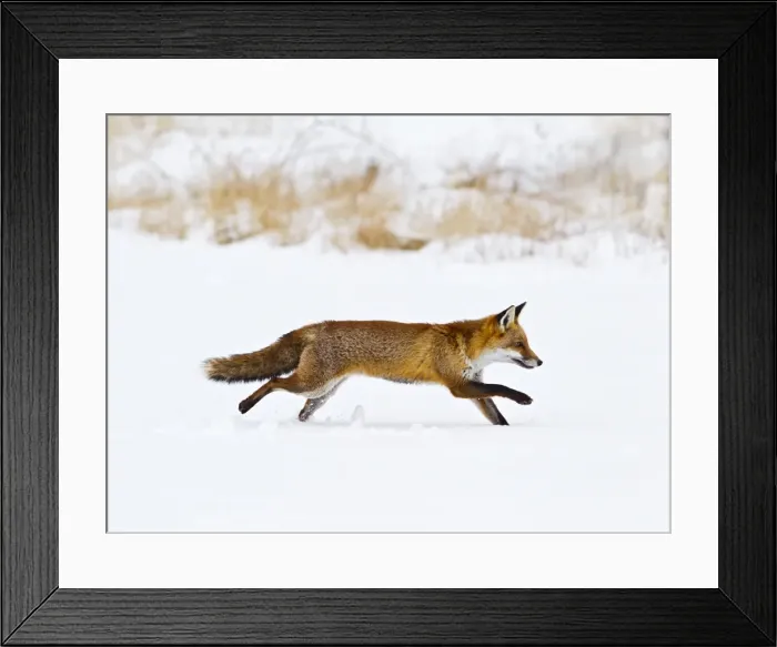 Framed Print : Red Fox - running in snow - controlled conditions 15515 Framed Print : Red Fox - running in snow - controlled conditions 15515