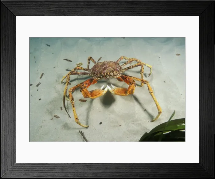 Framed Print : Giant Spider Crab AU 116 BS Normally a deep water animal, this species congregates in large numbers in shallow water to mate, South Australia Majidae leptomithrax gaimardii © Becca Saunders / ardea. com Framed Print : Giant Spider Crab AU 116 BS Normally a deep water animal, this species congregates in large numbers in shallow water to mate, South Australia Majidae leptomithrax gaimardii © Becca Saunders / ardea. com