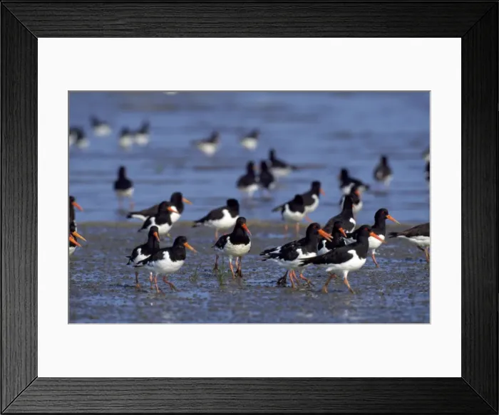 Framed Print : Oystercatcher Framed Print : Oystercatcher