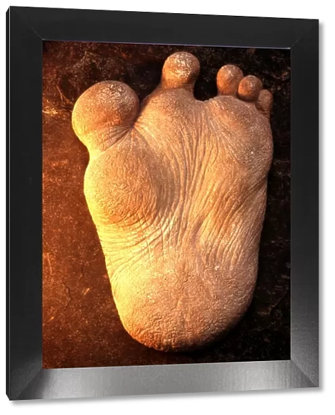 Reconstruction: Restoration of Yeti foot, based on Eric Shipton's photo of footprint in snow