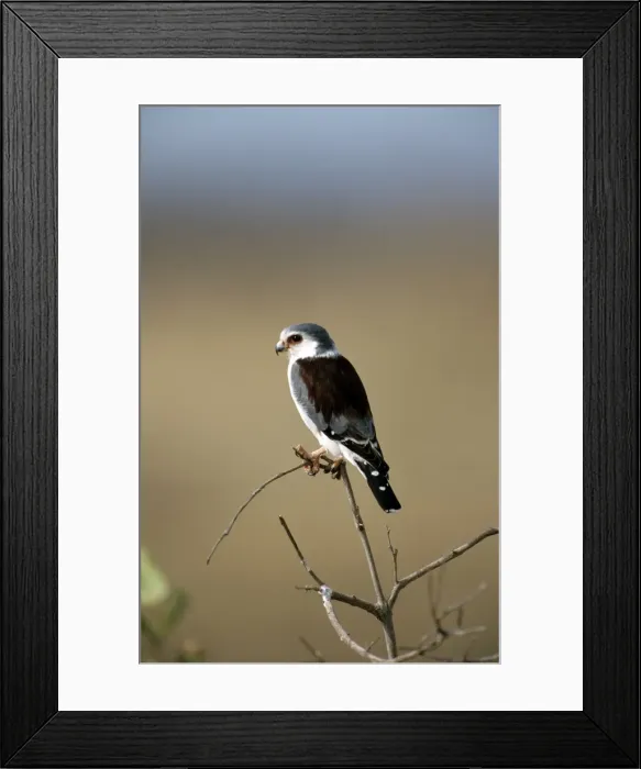 Framed Print : Pygmy Falcon - Samburu Kenya Framed Print : Pygmy Falcon - Samburu Kenya
