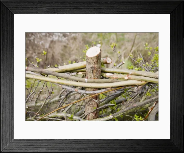 Framed Print : Layered hedge - recently done - close up of top Bedfordshire UK 005447 Framed Print : Layered hedge - recently done - close up of top Bedfordshire UK 005447