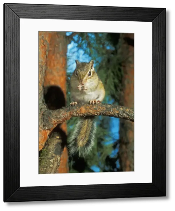Framed Print : Siberian Chipmunk ANZ 696 Feeding on pine tree in forest in North Ural Mountains, Russia. Tamias sibiricus © Andrey Zvoznikov / ardea. com Framed Print : Siberian Chipmunk ANZ 696 Feeding on pine tree in forest in North Ural Mountains, Russia. Tamias sibiricus © Andrey Zvoznikov / ardea. com