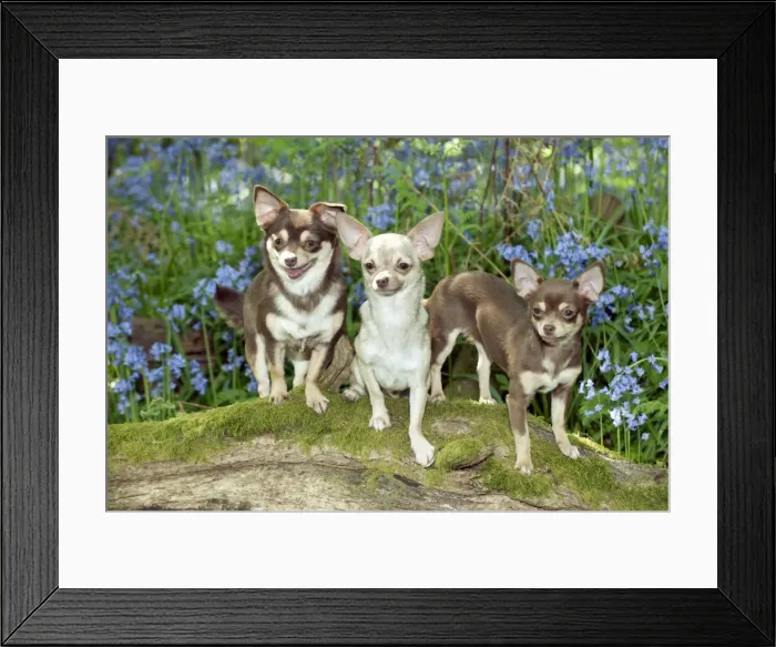 Framed Print : DOG - Chihuahuas standing in bluebells Framed Print : DOG - Chihuahuas standing in bluebells