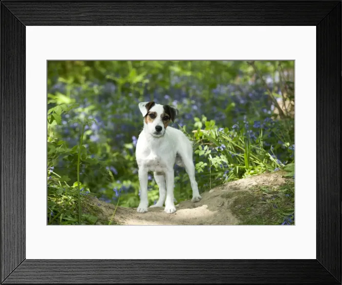 Framed Print : DOG - Jack russell terrier standing in bluebells Framed Print : DOG - Jack russell terrier standing in bluebells