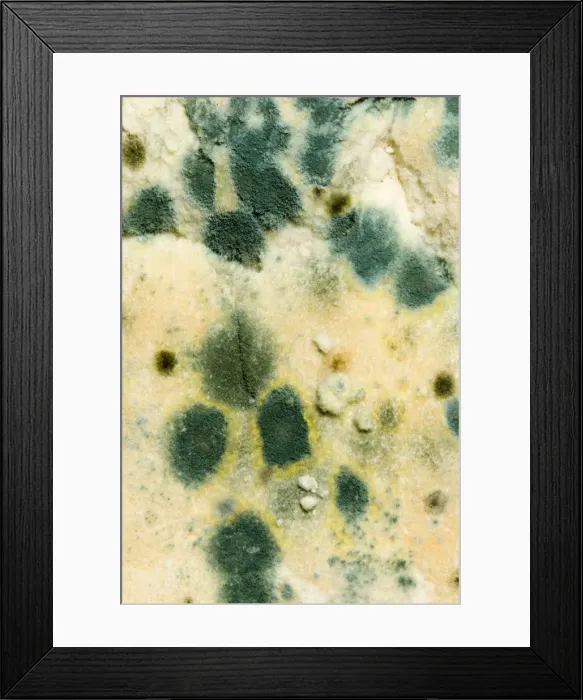 Framed Print : Bread - mould growing on stale white bread, close up Framed Print : Bread - mould growing on stale white bread, close up