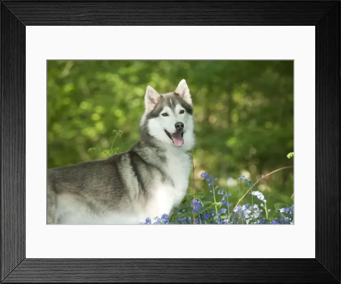 Framed Print : DOG - Siberian husky standing in bluebells Framed Print : DOG - Siberian husky standing in bluebells