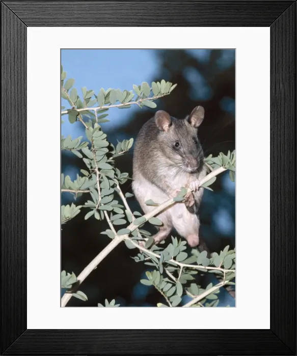 Framed Print : Giant Pouched Rat ASW 1210A On branch - Africa Cricetomys gambianus © Alan Weaving / ARDEA LONDON Framed Print : Giant Pouched Rat ASW 1210A On branch - Africa Cricetomys gambianus © Alan Weaving / ARDEA LONDON