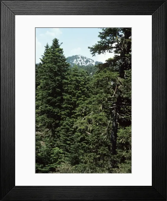 Framed Print : Greek Fir Tree - Mount Parnassus - Greece Framed Print : Greek Fir Tree - Mount Parnassus - Greece
