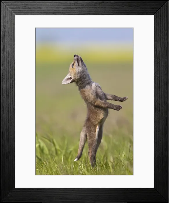 Framed Print : Red Fox - cub jumping in meadow - controlled conditions 12722 Framed Print : Red Fox - cub jumping in meadow - controlled conditions 12722