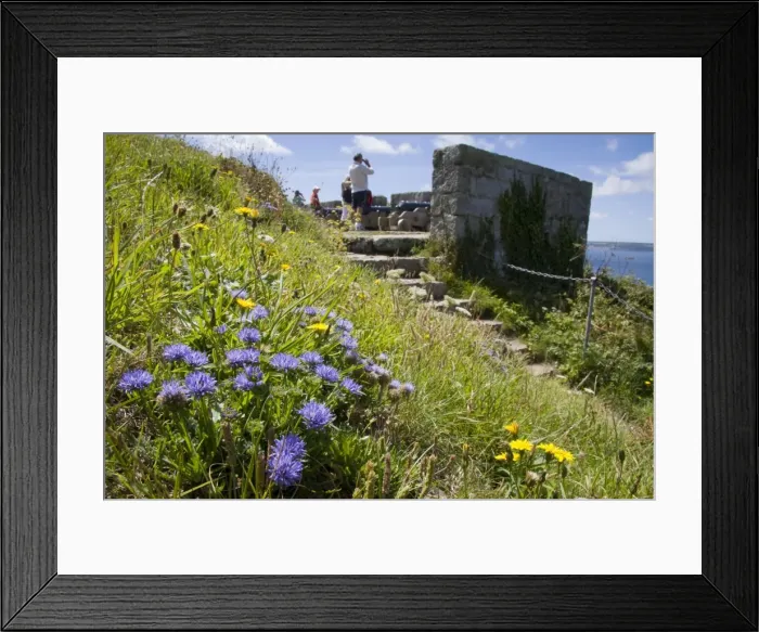Framed Print : Sheep's-bit scabious - clump of flowers growing on grassy bank on the coast of Cornwall, England Framed Print : Sheep's-bit scabious - clump of flowers growing on grassy bank on the coast of Cornwall, England