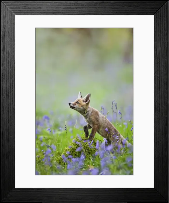 Framed Print : Red Fox - cub in bluebell woodland - controlled conditions 12796 Framed Print : Red Fox - cub in bluebell woodland - controlled conditions 12796