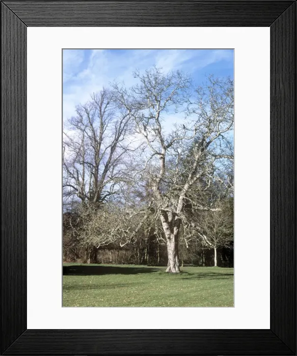 Framed Print : Walnut. APP-4801. WALNUT tree - winter phase. Juglans regia. Allen Paterson. Framed Print : Walnut. APP-4801. WALNUT tree - winter phase. Juglans regia. Allen Paterson.