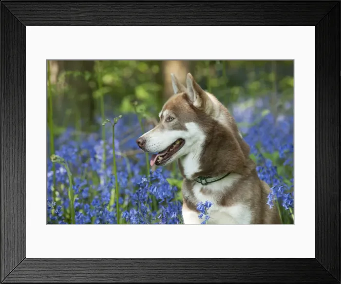 Framed Print : DOG - Siberian husky in bluebells Framed Print : DOG - Siberian husky in bluebells