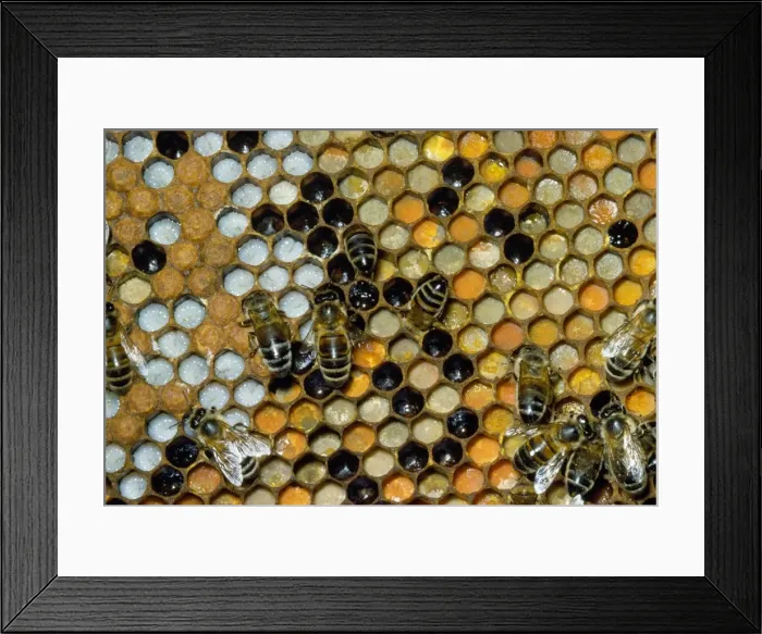 Framed Print : Honey Bees - on comb - showing brood cells & pollen store Framed Print : Honey Bees - on comb - showing brood cells & pollen store