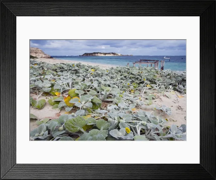 Framed Print : Dune Cabbage. Grows only on dunes and is a useful stabilising plant. Introduced from Africa. Hamelin Bay, Western Australia Framed Print : Dune Cabbage. Grows only on dunes and is a useful stabilising plant. Introduced from Africa. Hamelin Bay, Western Australia