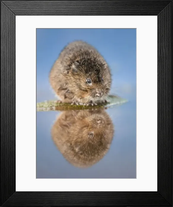 Framed Print : Water Vole - UK Framed Print : Water Vole - UK