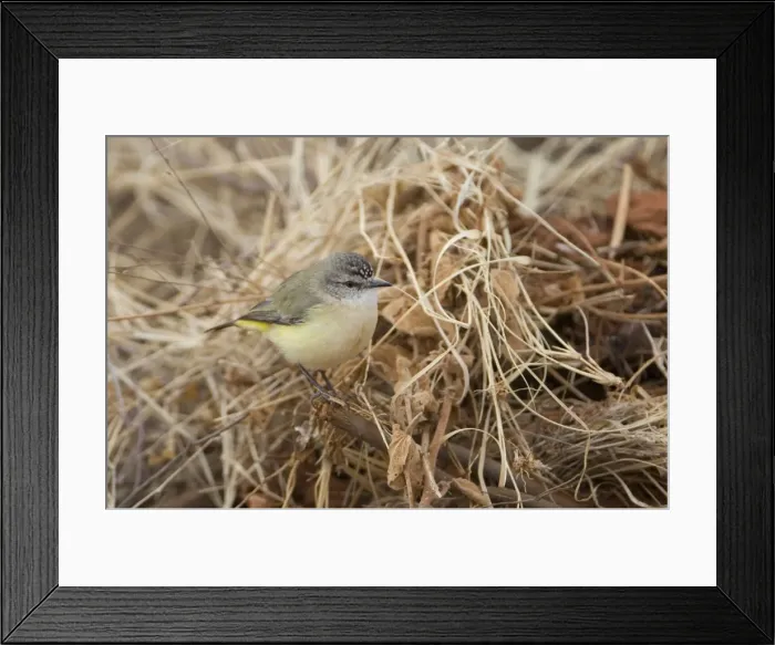Framed Print : Yellow-rumped Thornbill - near Ti Tree, Northern Territory, Australia Framed Print : Yellow-rumped Thornbill - near Ti Tree, Northern Territory, Australia