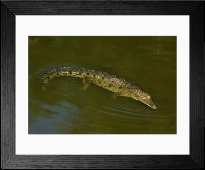 Framed Print : American Crocodile - Tropical rainforest - Costa Rica Framed Print : American Crocodile - Tropical rainforest - Costa Rica