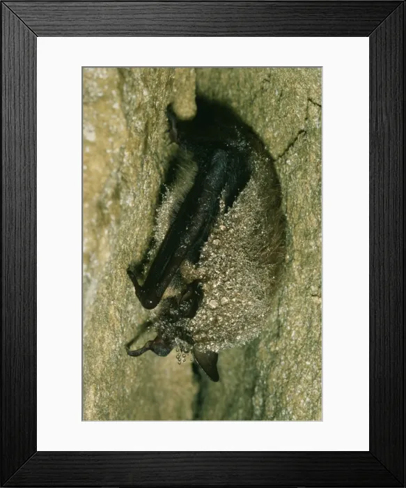 Framed Print : Daubenton's Bat JLM 5086 Hibernating Myotis daubentoni © John Mason / ardea. com Framed Print : Daubenton's Bat JLM 5086 Hibernating Myotis daubentoni © John Mason / ardea. com