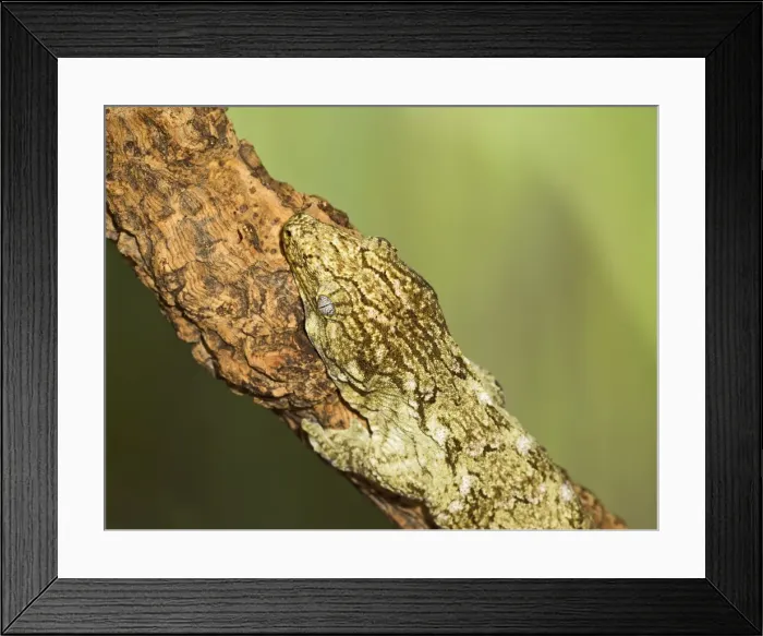 Framed Print : New Caledonian Giant Gecko - showing camouflage - Controlled conditions 15268 Framed Print : New Caledonian Giant Gecko - showing camouflage - Controlled conditions 15268