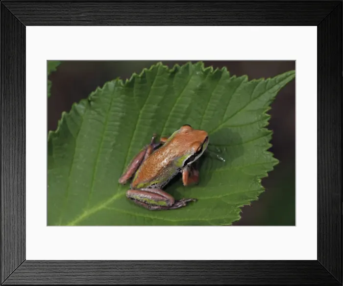 Framed Print : Pacific Chorus Frog - Oregon - USA Framed Print : Pacific Chorus Frog - Oregon - USA