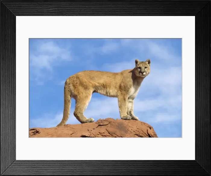 Framed Print : Cougar / Mountain Lion - Utah - USA Framed Print : Cougar / Mountain Lion - Utah - USA