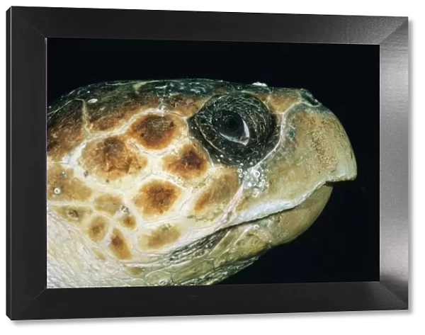 Loggerhead Turtle DSE 91 Close-up of head, Jupiter, Florida. Caretta caretta © Douglas David Seifert  /  ardea. com
