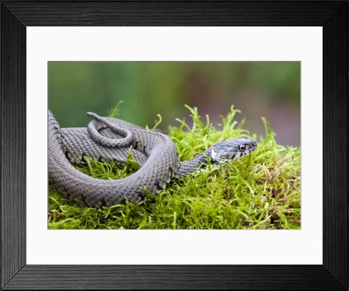 Framed Print : Grass Snake - coiled up in moss at pond edge - Lincolnshire - UK Framed Print : Grass Snake - coiled up in moss at pond edge - Lincolnshire - UK