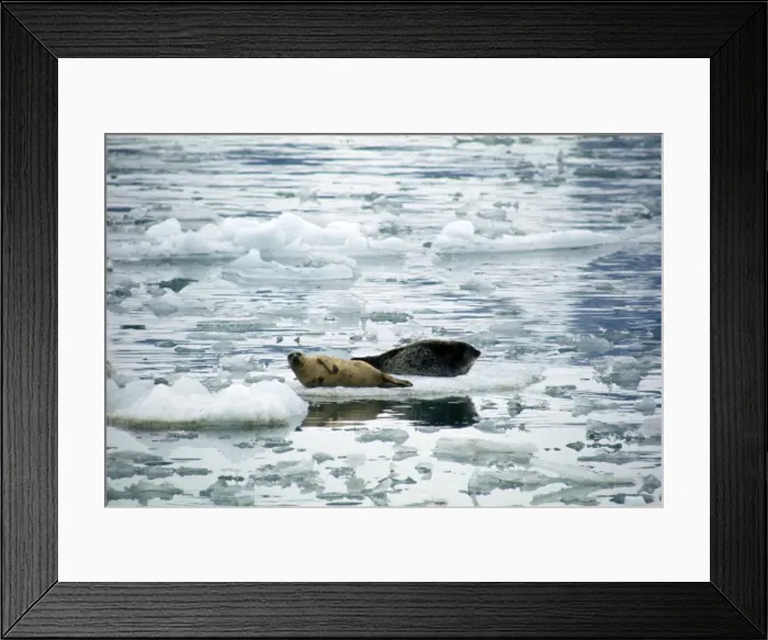 Framed Print : Ringed Seal - on ice Framed Print : Ringed Seal - on ice