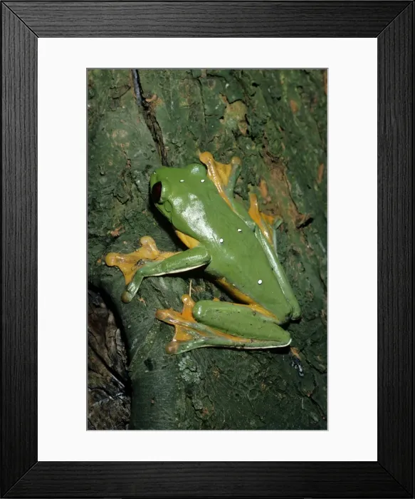 Framed Print : FLying Frog - Costa RIca Framed Print : FLying Frog - Costa RIca
