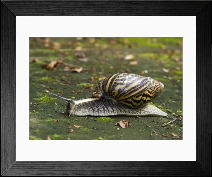 Framed Print : Giant African Land / Elegant Agate Snail - one of many Achatina species which are invasive pests of agricultural crops and flower gardens - this species occurs in Zimbabwe and South Africa - Grahamstown - Eastern Cape - South Africa Framed Print : Giant African Land / Elegant Agate Snail - one of many Achatina species which are invasive pests of agricultural crops and flower gardens - this species occurs in Zimbabwe and South Africa - Grahamstown - Eastern Cape - South Africa