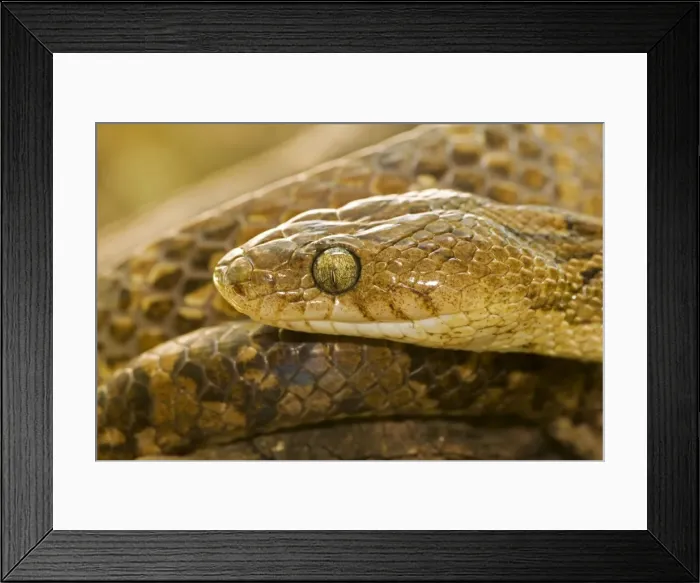 Framed Print : Lyre Snake - Costa Rica Framed Print : Lyre Snake - Costa Rica