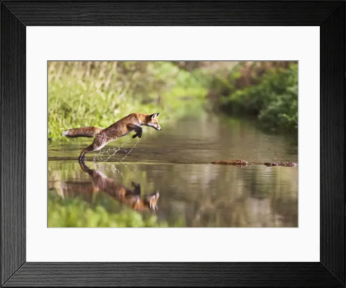 Framed Print : Red Fox - jumping steppng stones on stream - contrilled conditions - sequence 1 of 4 14677 Framed Print : Red Fox - jumping steppng stones on stream - contrilled conditions - sequence 1 of 4 14677